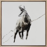 Tablau chamois
